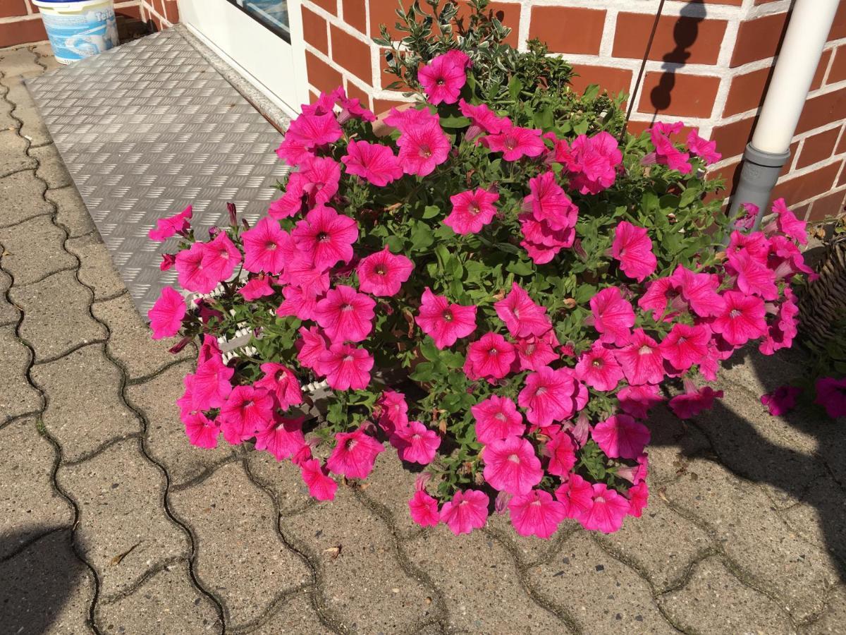 Pension Luisenhof Tangermünde エクステリア 写真